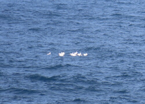 iNaturalist image