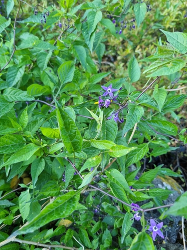 bittersweet nightshade