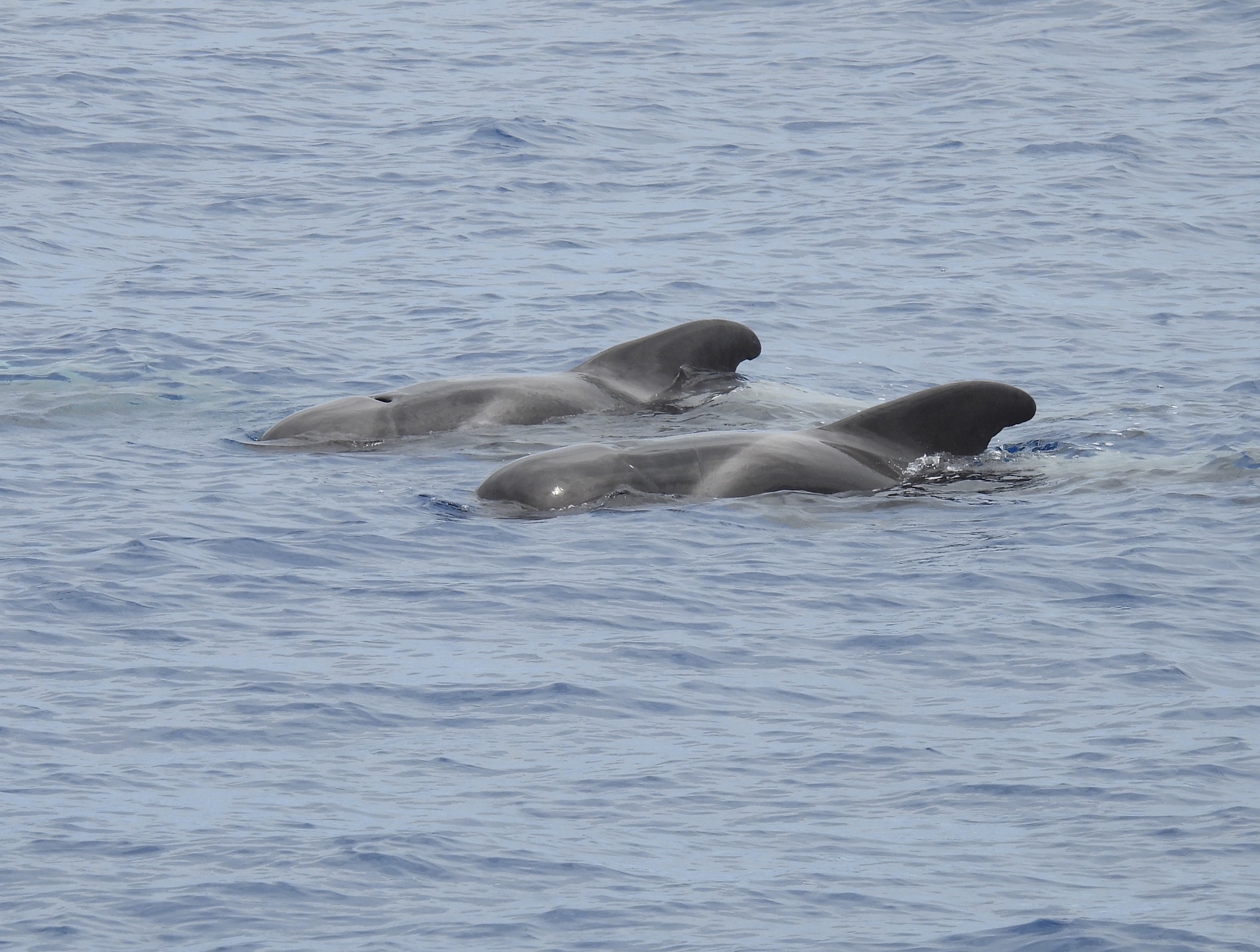 Globicephala macrorhynchus