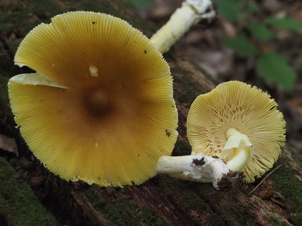 Mary Banning Slender Caesar · July 2026 · photo: Photo: (c) Summit Metro Parks, some rights reserved (CC BY) · iNaturalist