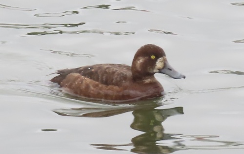 Porrón bastardo (Aythya marila)