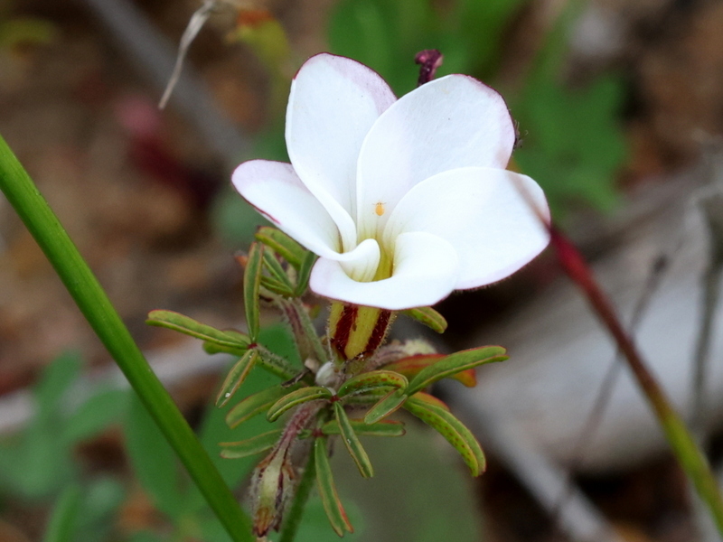 Oxalis multicaulis Eckl. & Zeyh. 2