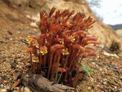 Aphyllon fasciculatum