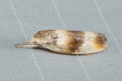 Piloprepes anassa