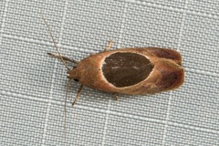 Hoplomorpha abalienella