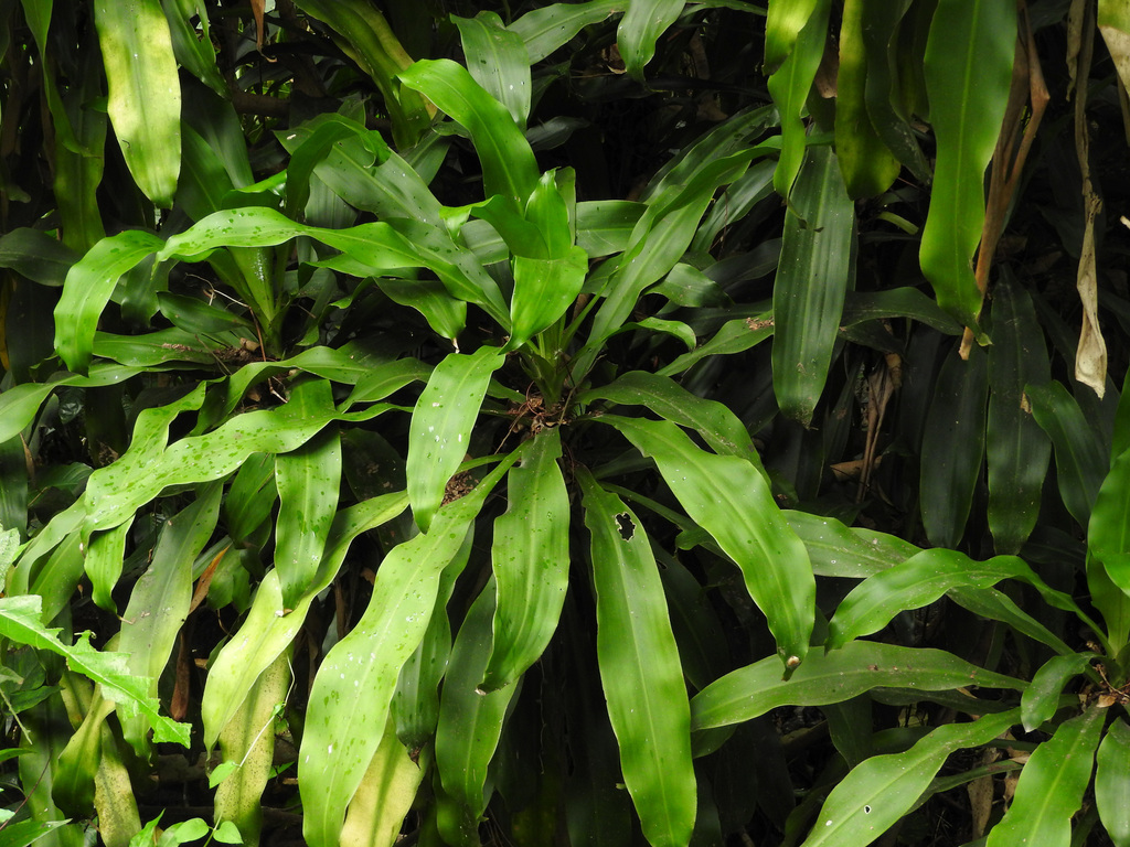 Planta Natural Tronco De Brasil Dracaena Fragrans - Maceta Decorativa, Aprox. 45cm, Fácil Cuidado