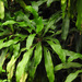 巴西鐵樹 - Photo 由 Jan Ho 所上傳的 (c) Jan Ho，保留部份權利CC BY-NC