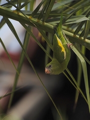 Brotogeris versicolurus