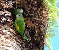 Brotogeris versicolurus