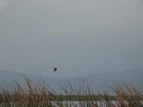 iNaturalist image
