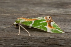 Chlorodes boisduvalaria