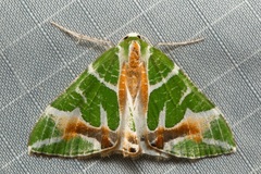 Chlorodes boisduvalaria