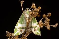 Chlorodes boisduvalaria