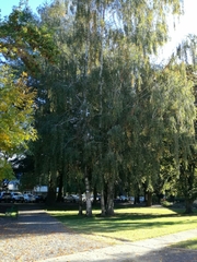Betula