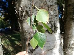 Betula