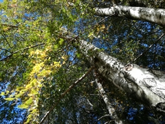 Betula