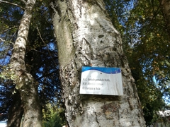 Betula