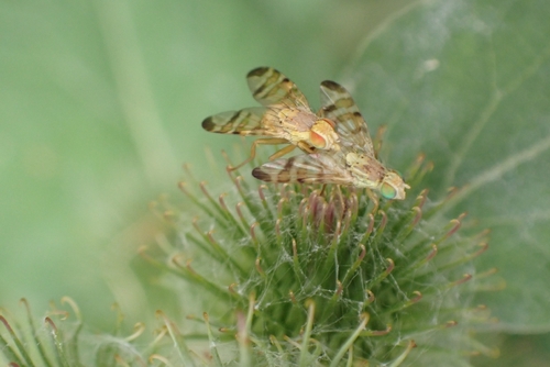 Banded Burdock Fly, Nieuwegein, Wijkersloot, 3431 AK Nieuwegein, Nederland, photo 10 of 10