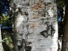 Betula