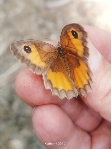 False Meadow Brown
