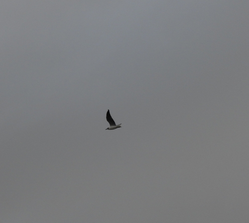 iNaturalist: (c) forest_owl, some rights reserved (CC BY-NC), uploaded by forest_owl iNaturalist image
