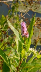 water violet (Chulusium amphibium)