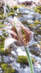 Pulsatilla montana