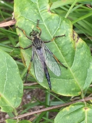 Neoitamus angusticornis