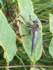 Neoitamus angusticornis