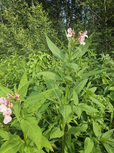 Himalayan balsam