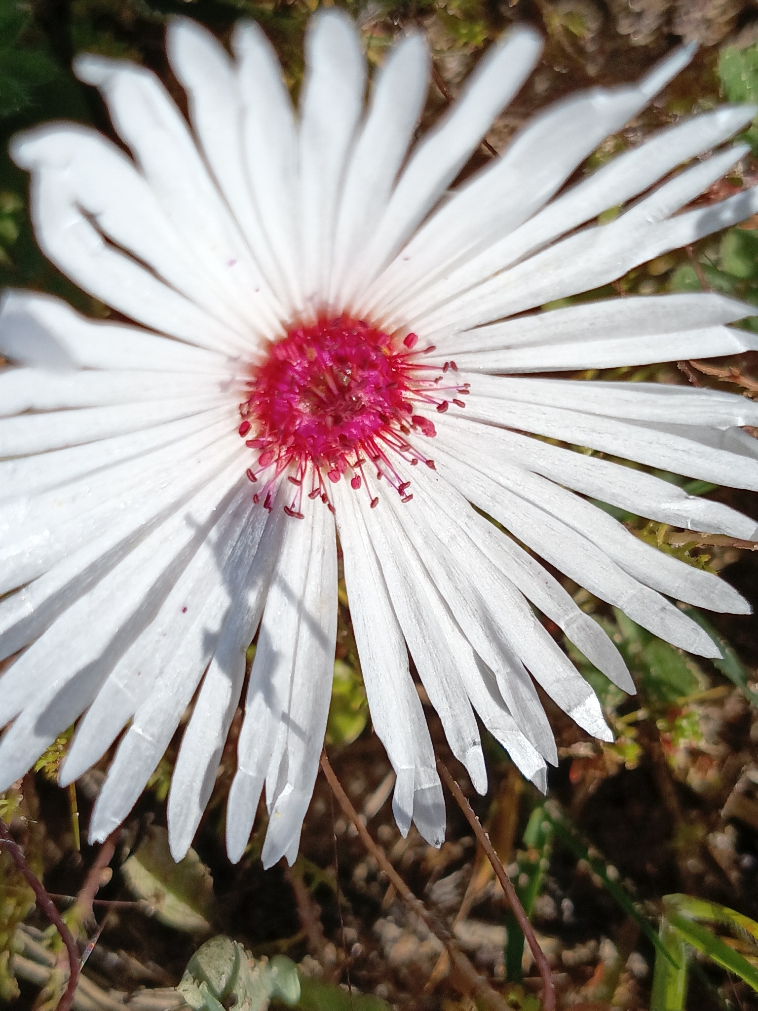 Imagem de margarida-do-cabo