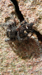 Phidippus audax