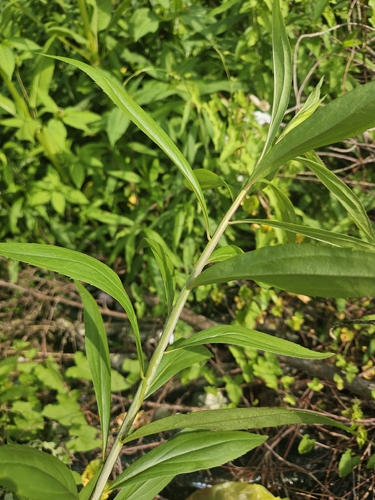 giant goldenrod