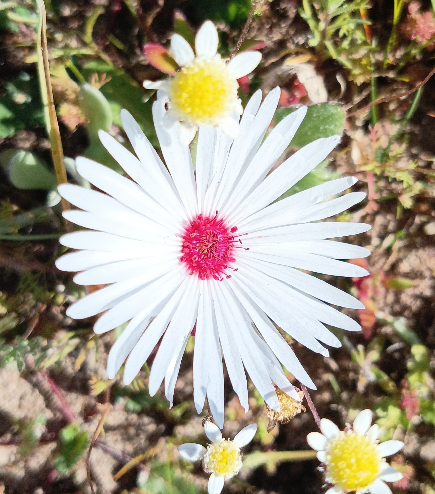 Imagem de margarida-do-cabo
