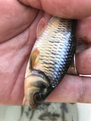 Luxilus chrysocephalus