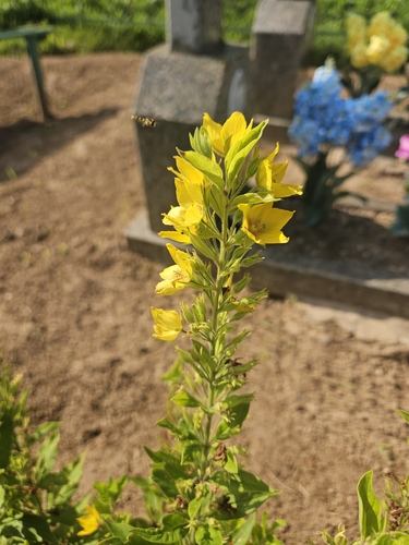 Dotted Loosestrife