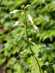 Lysimachia decurrens