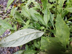 Lysimachia decurrens