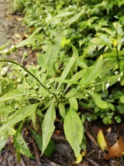 Lysimachia decurrens
