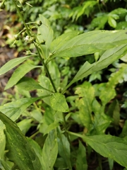Lysimachia decurrens