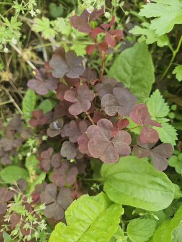 Oxalis stricta rufa
