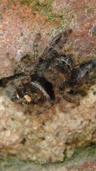 Phidippus audax