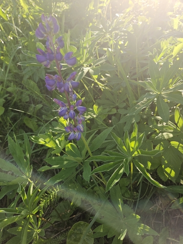 Large-leaved lupine