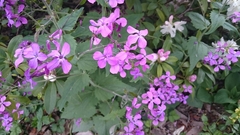Lunaria