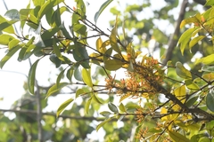 Macrosolen cochinchinensis