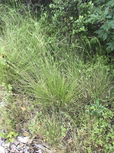 Image of Nassella lepida by no rights reserved