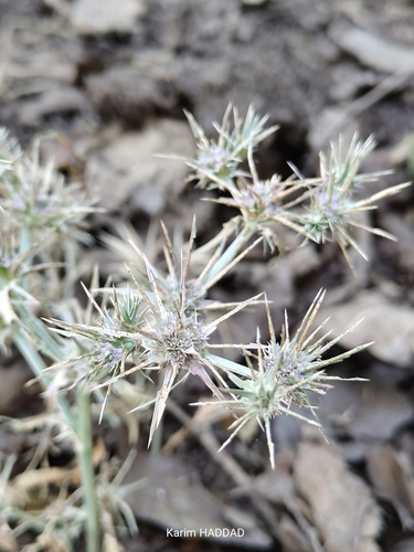 Eryngium pusillum