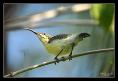 Long-Billed Sunbird photo 4