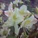 Rhododendron triflorum - Photo (c) Phuentsho, algunos derechos reservados (CC BY-NC-SA)