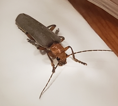 Brown Leather Wing Beetle photo 5